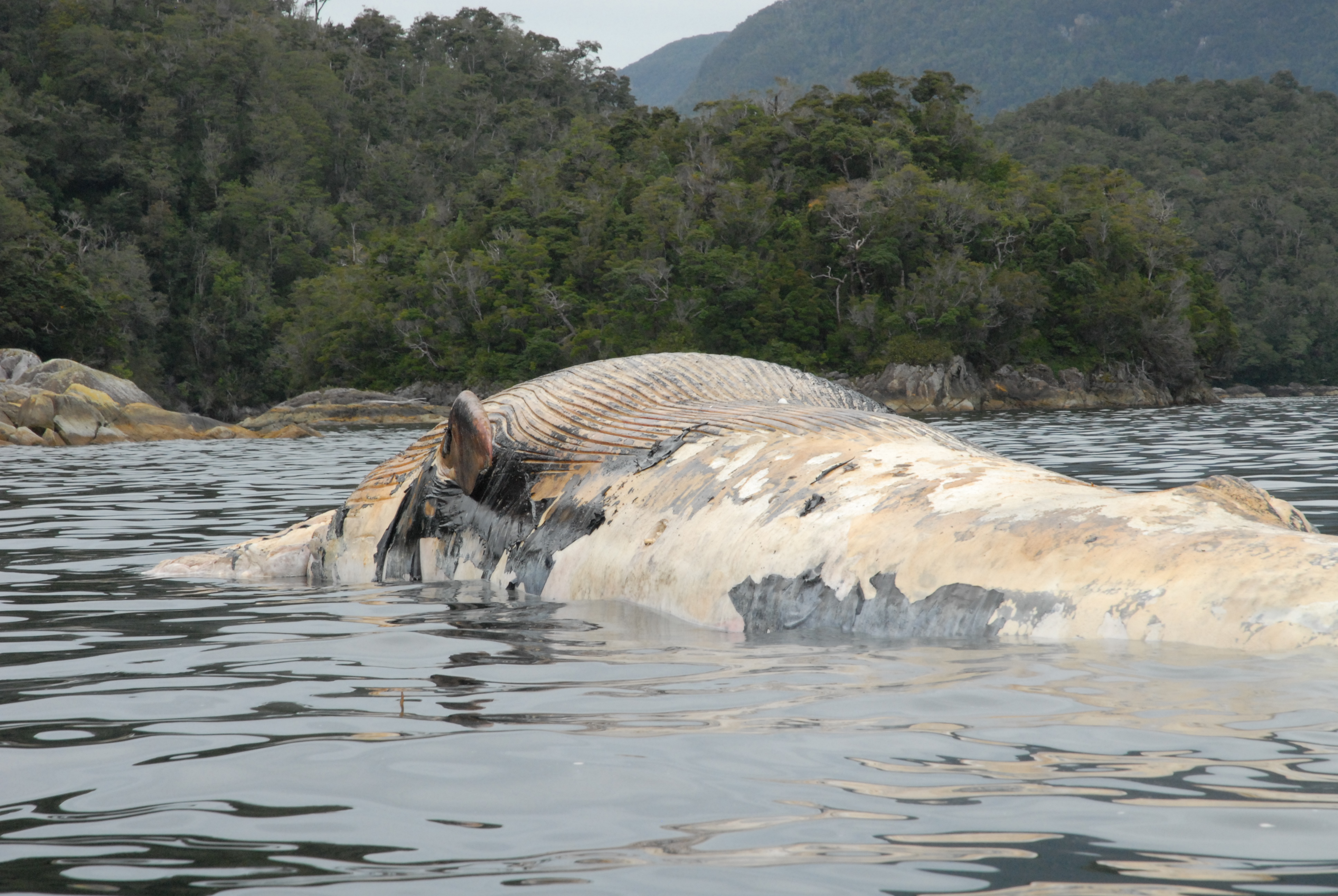 PDI confirma intervención humana en muerte de ballena azul en Puerto Cisnes