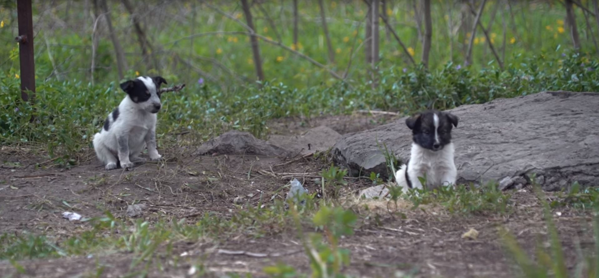[VIDEO] La triste realidad de los cachorros radioactivos de Chérnobyl: No pueden ser tocados ni menos abrazados