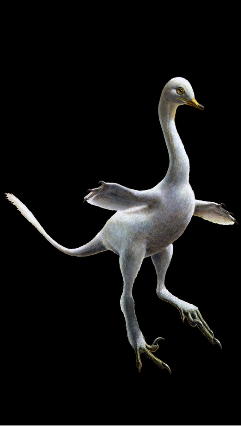 Increíble hallazgo: Descubren fósil de dinosaurio que tenía apariencia de pato y cuello de cisne
