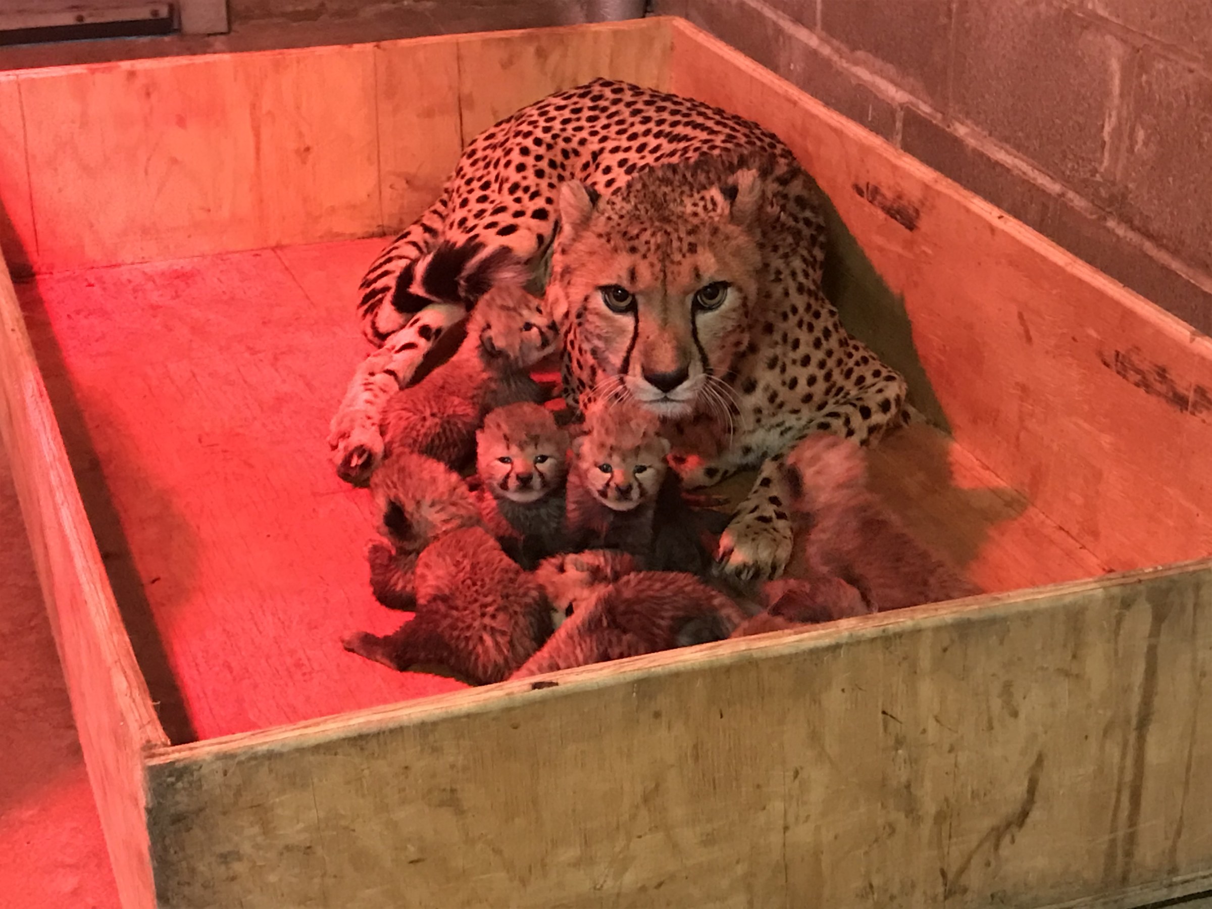 Chita sorprende al dar a luz a ocho crías en Zoológico de Estados Unidos