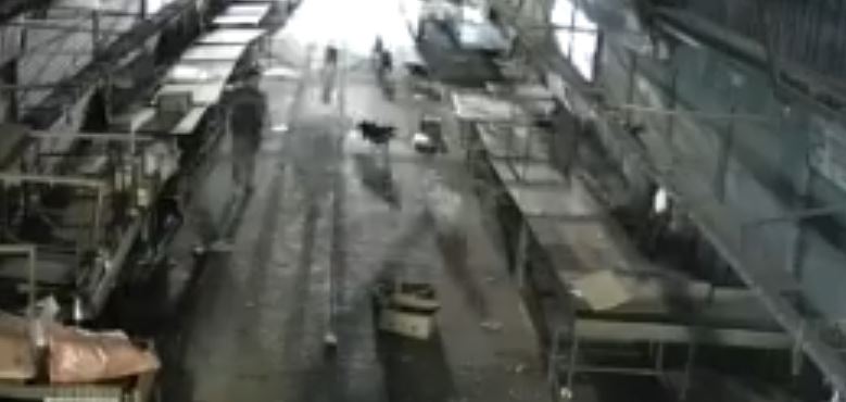Repudio en Mercado Lo Valledor por guardia que lanzó gato a una jauría de perros