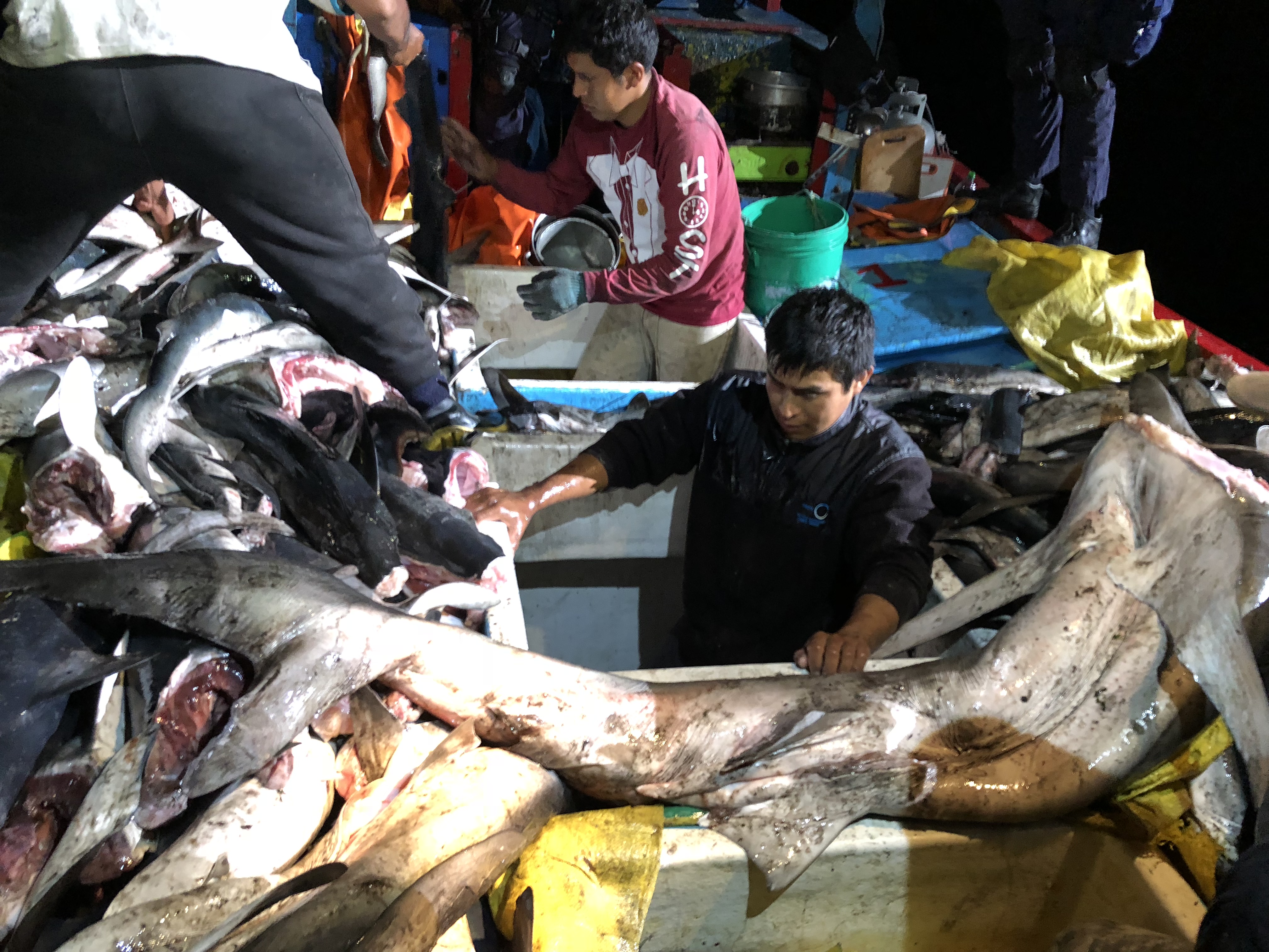 Armada capturó en aguas chilenas a pesqueros peruanas con casi cinco toneladas de tiburón