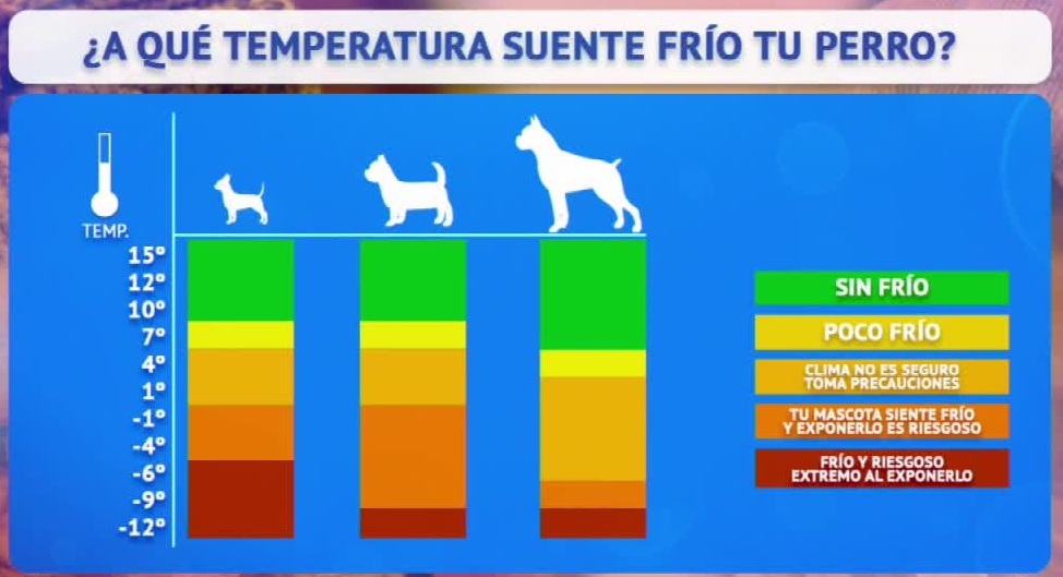 aguja acortar Contribuyente Nieve en Santiago: ¿Se debe abrigar a los perros ante las bajas temperaturas?  - Meganoticias